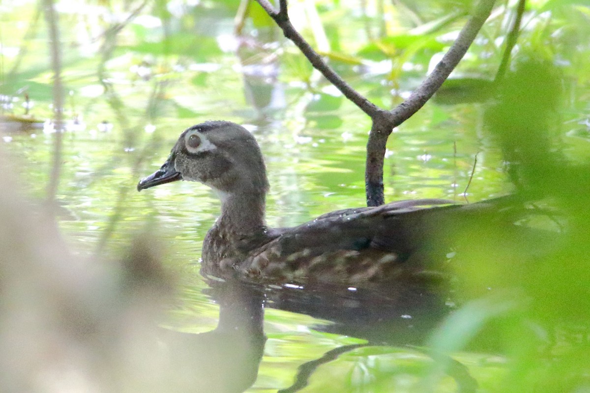 Wood Duck - ML481691561