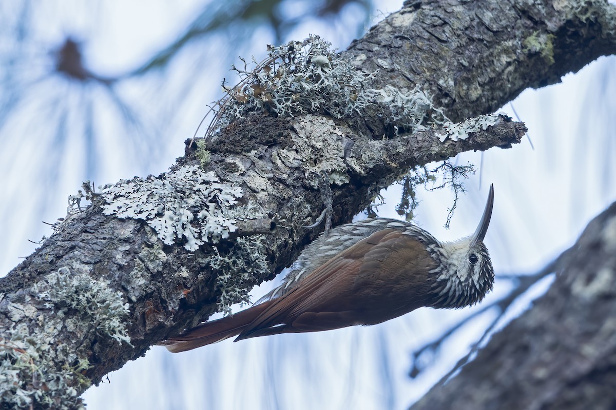 White-striped Woodcreeper - ML481691571