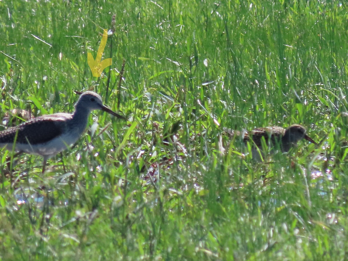 Greater Yellowlegs - ML481693151