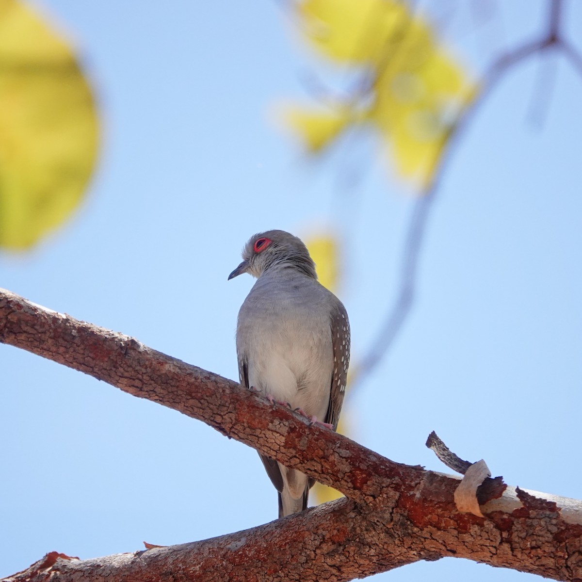 Diamond Dove - ML481694171