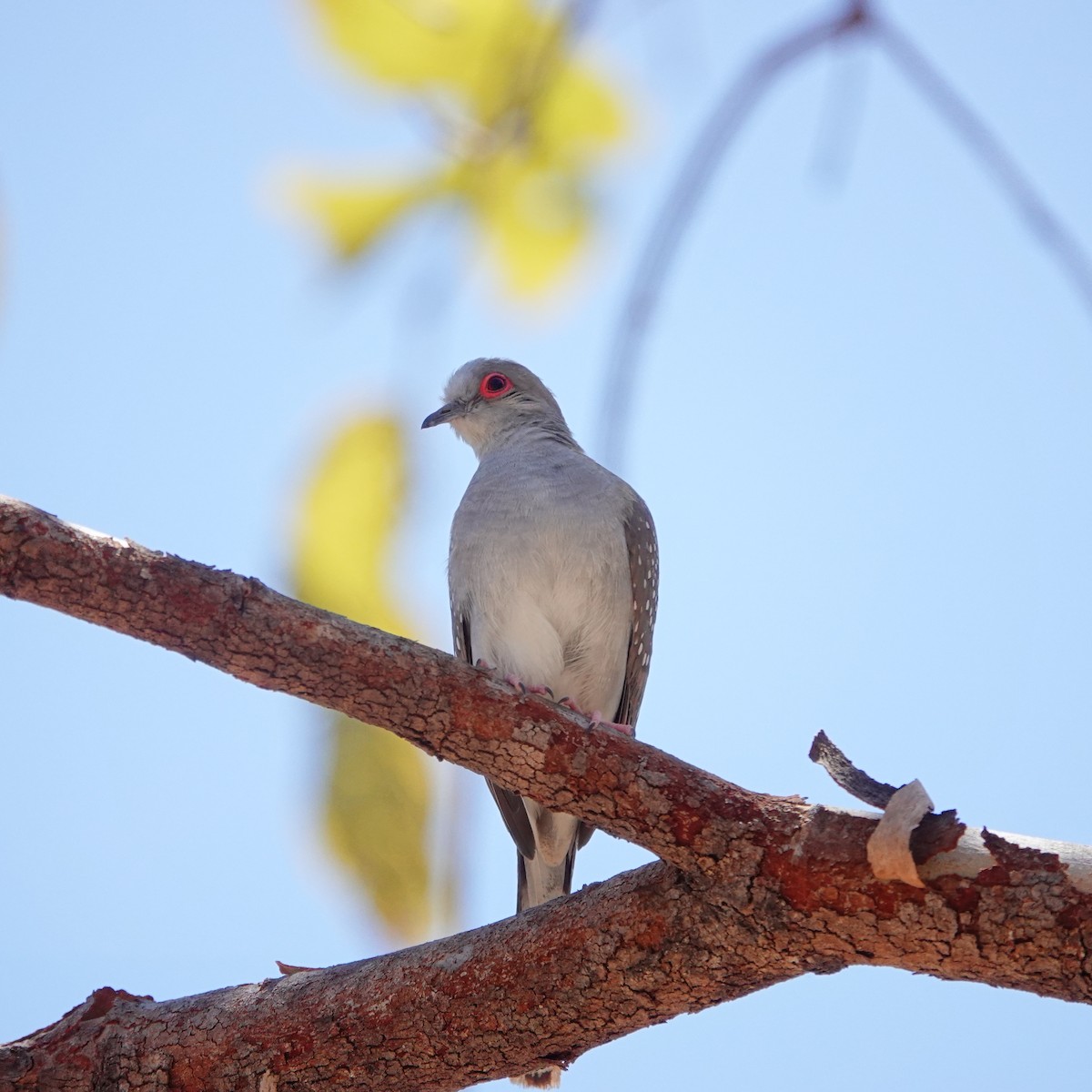 雪花姬地鳩 - ML481694191