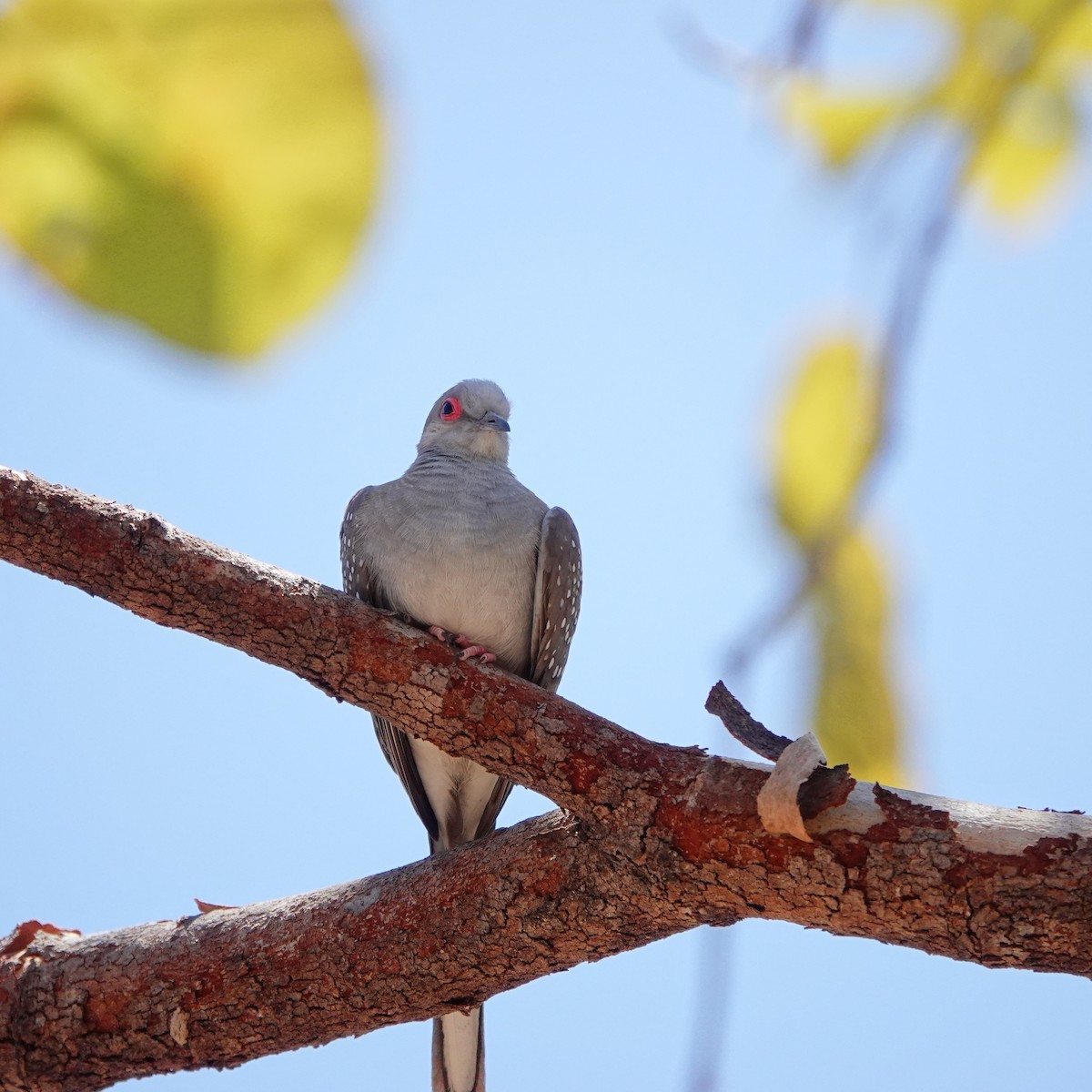 Diamond Dove - ML481694201