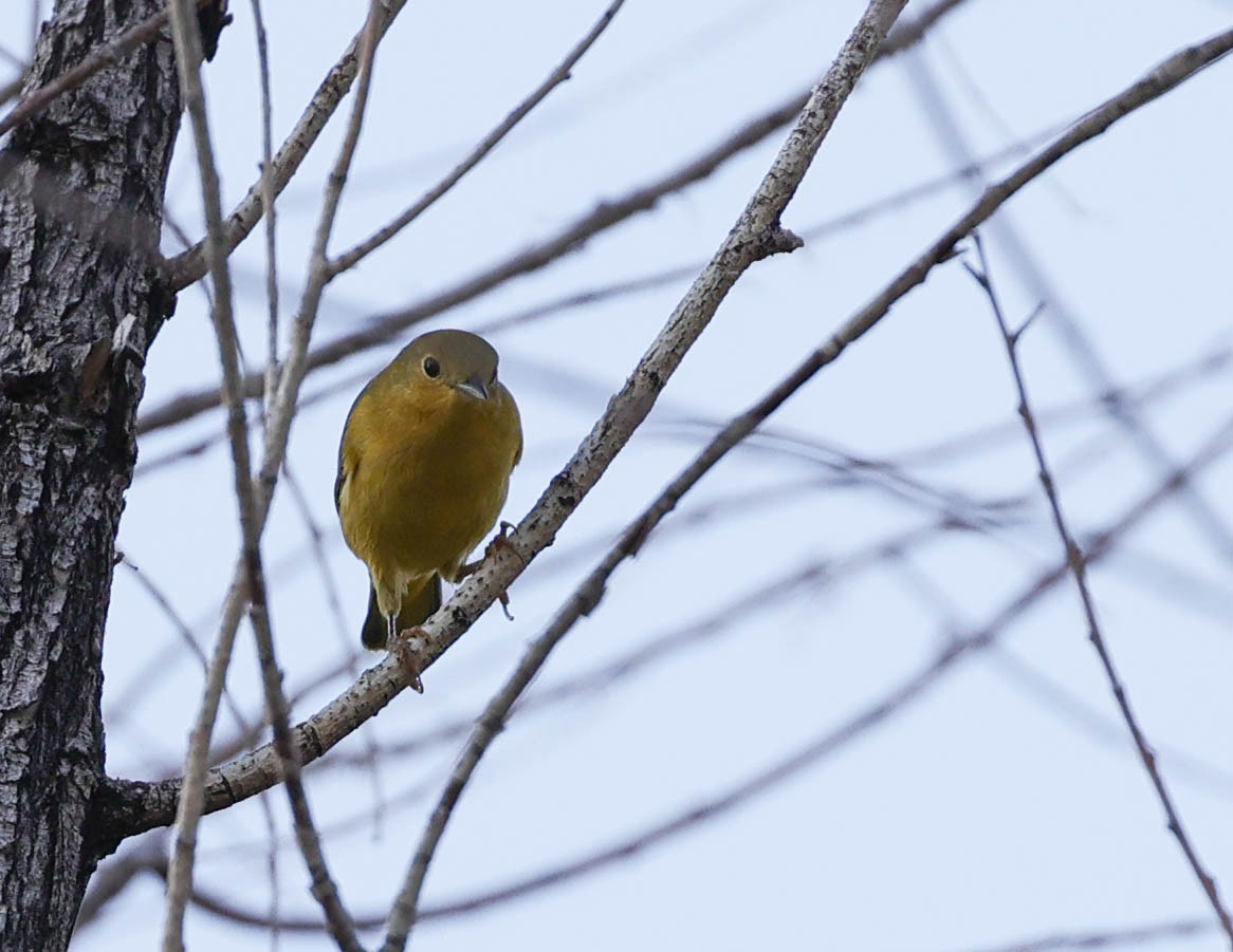 Paruline jaune - ML481694711