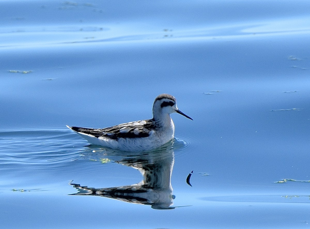 Phalarope à bec étroit - ML481694771