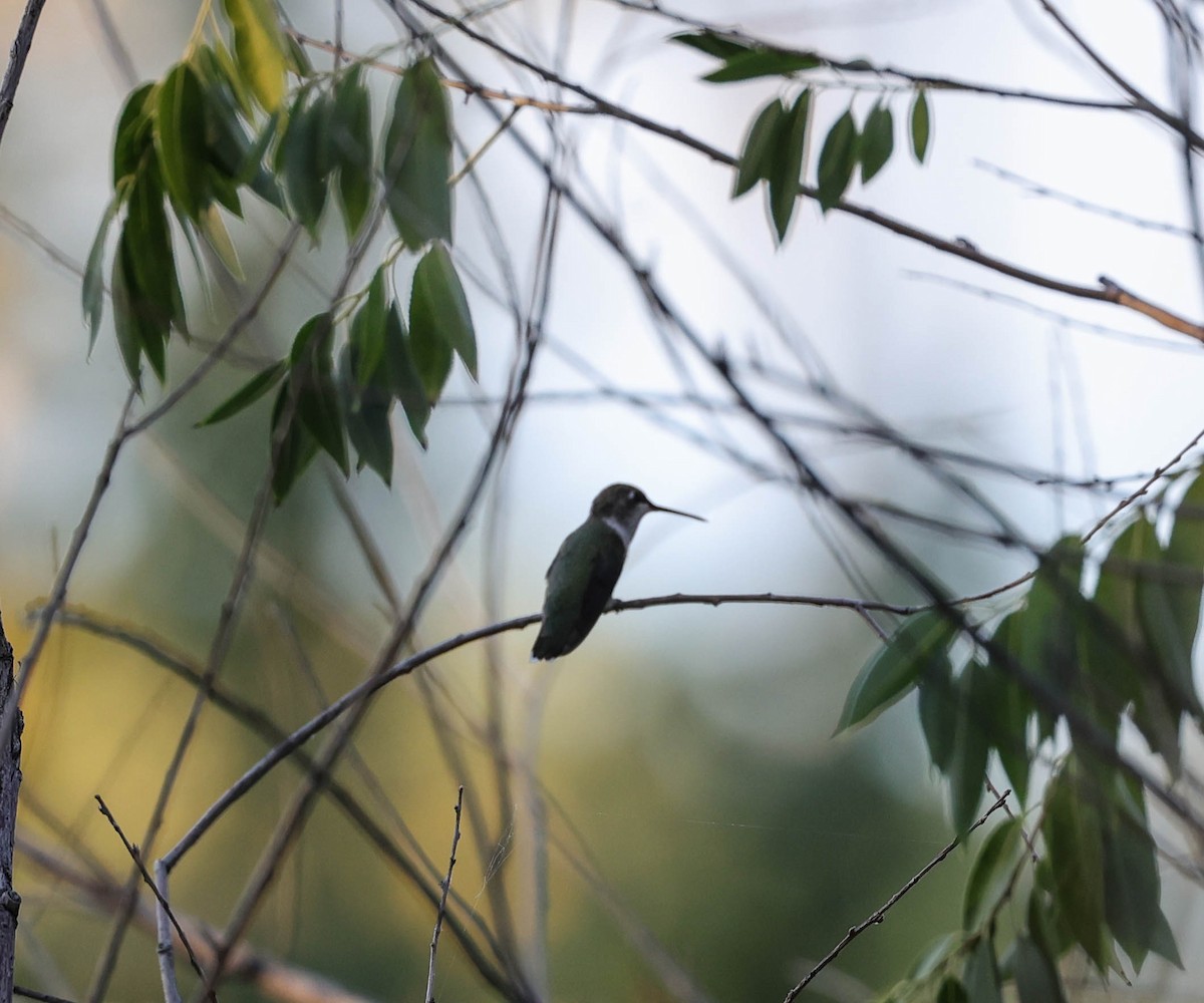 Black-chinned Hummingbird - ML481694881
