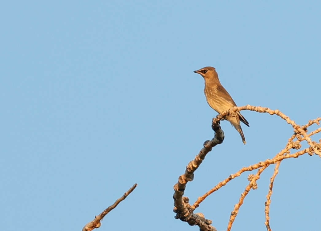 Cedar Waxwing - ML481695091