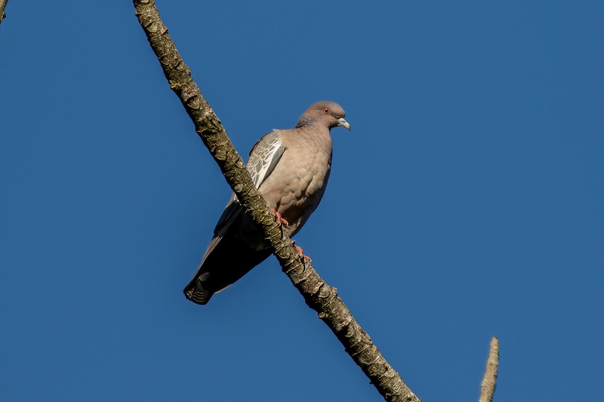 Pigeon picazuro - ML481696541