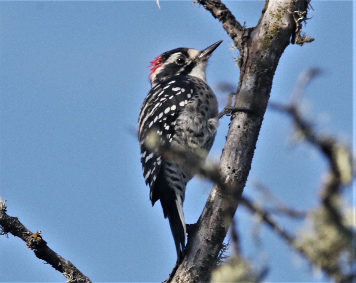 Nuttall's Woodpecker - ML481696901
