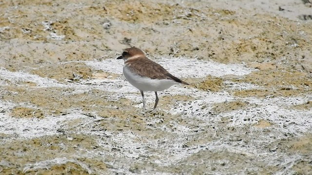 Javan Plover - ML481697711