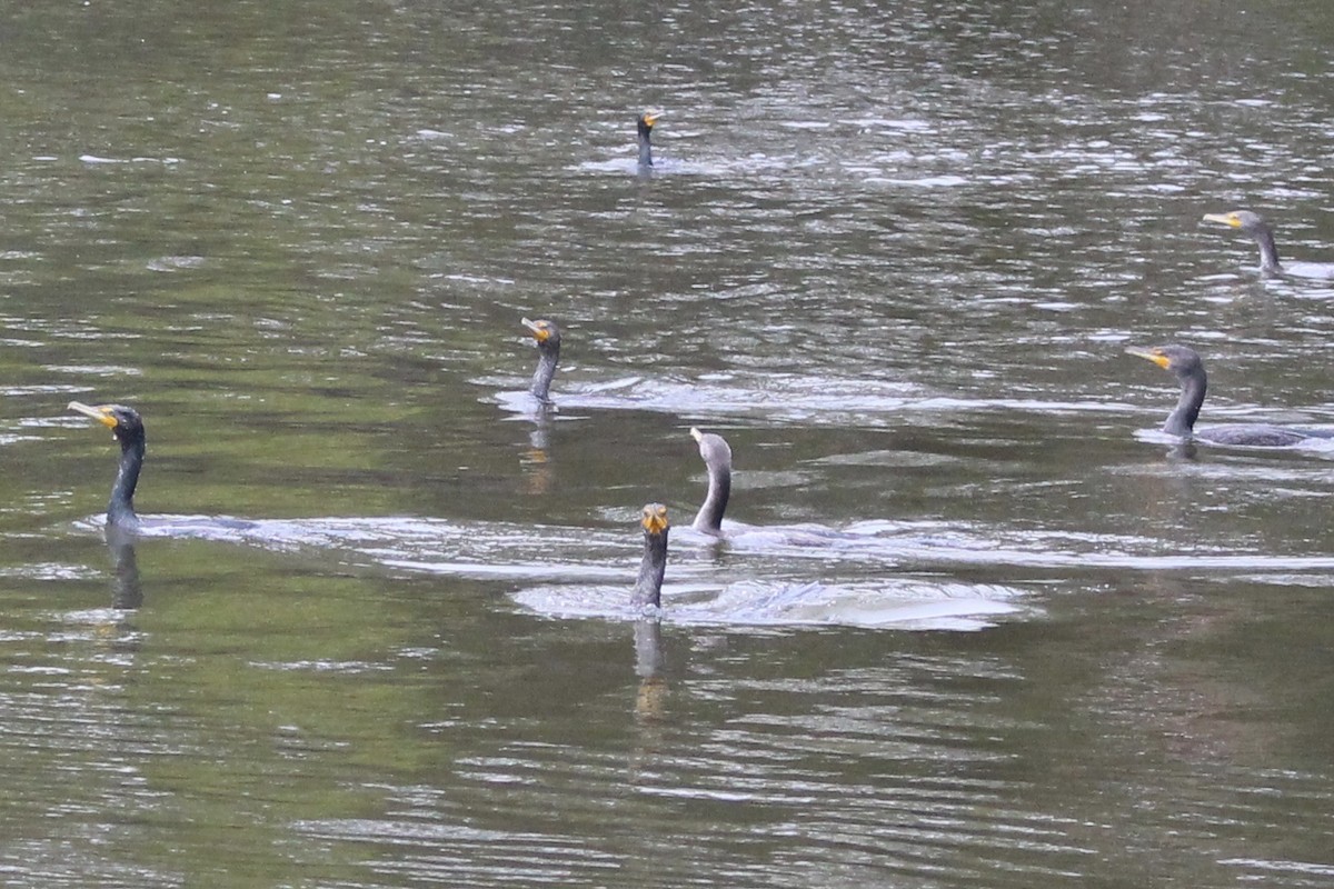 Double-crested Cormorant - ML48169791