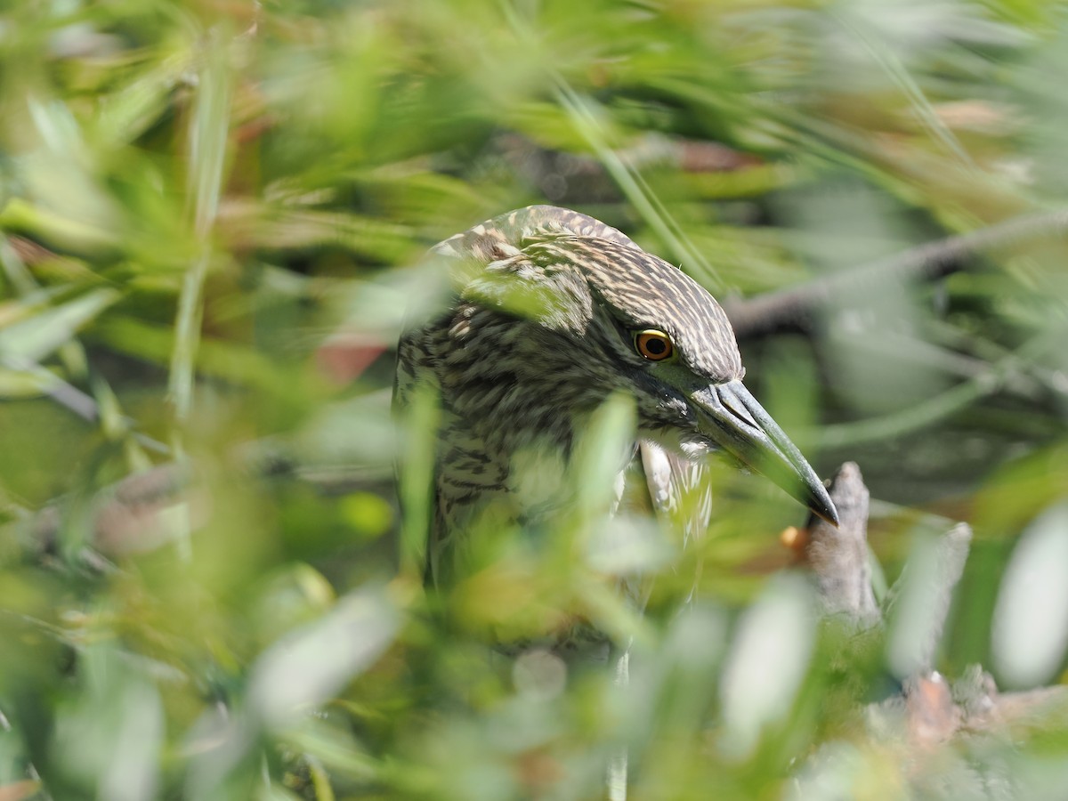 Black-crowned Night Heron - ML481698121