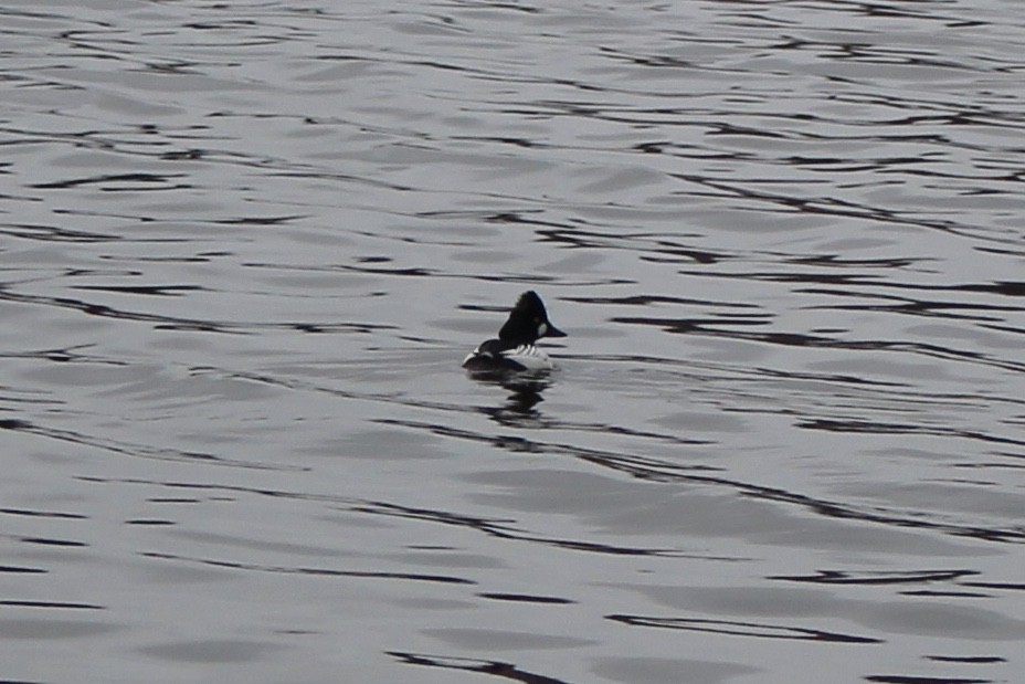 Common Goldeneye - ML48169991