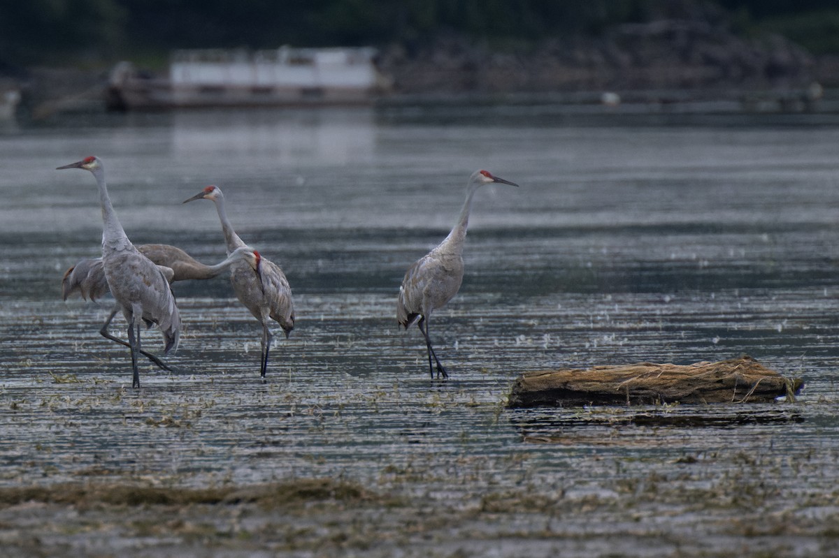 Sandhill Crane - ML481700831