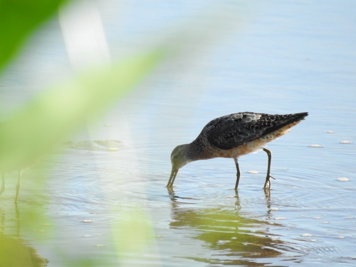 Short-billed Dowitcher - ML481700861