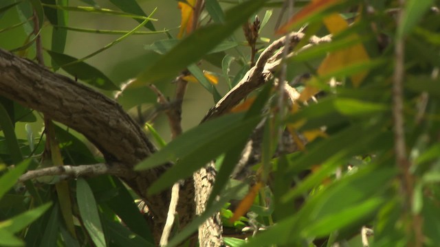 Yellow-spotted Honeyeater - ML481703