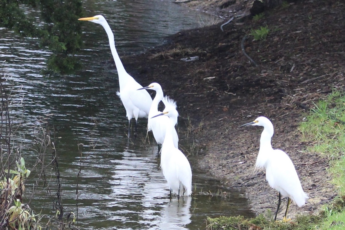 Great Egret - ML48170301