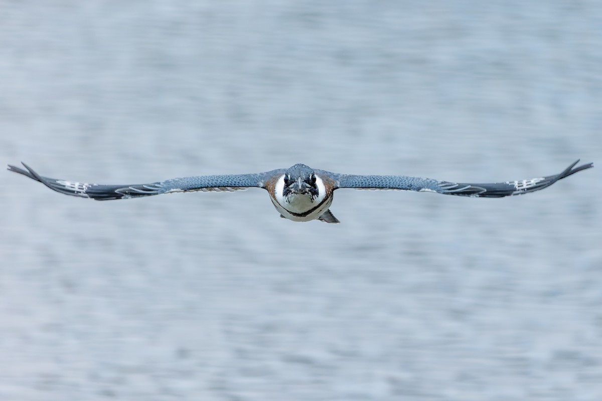 Belted Kingfisher - Frank Lin