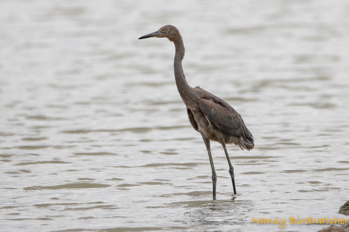 Reddish Egret - ML481704791