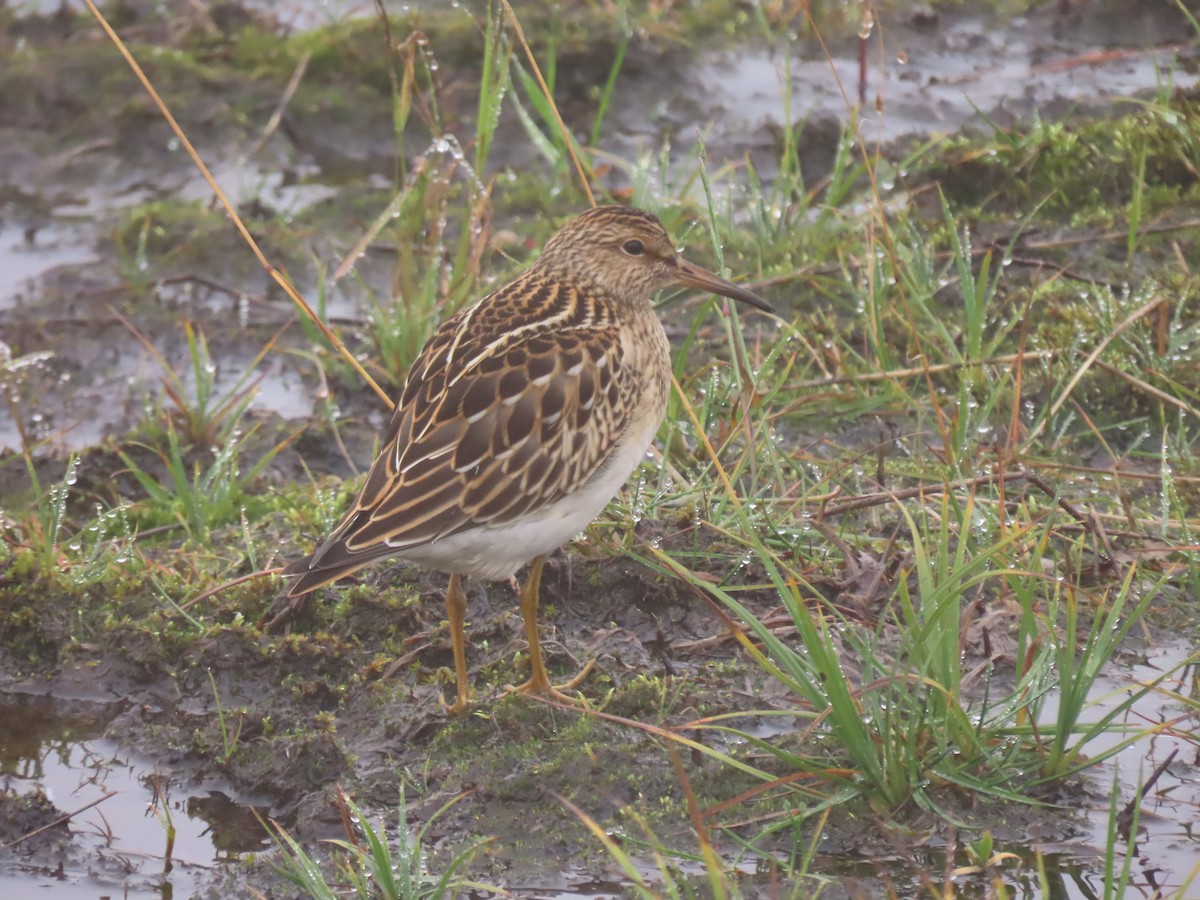 Bécasseau à poitrine cendrée - ML481705371