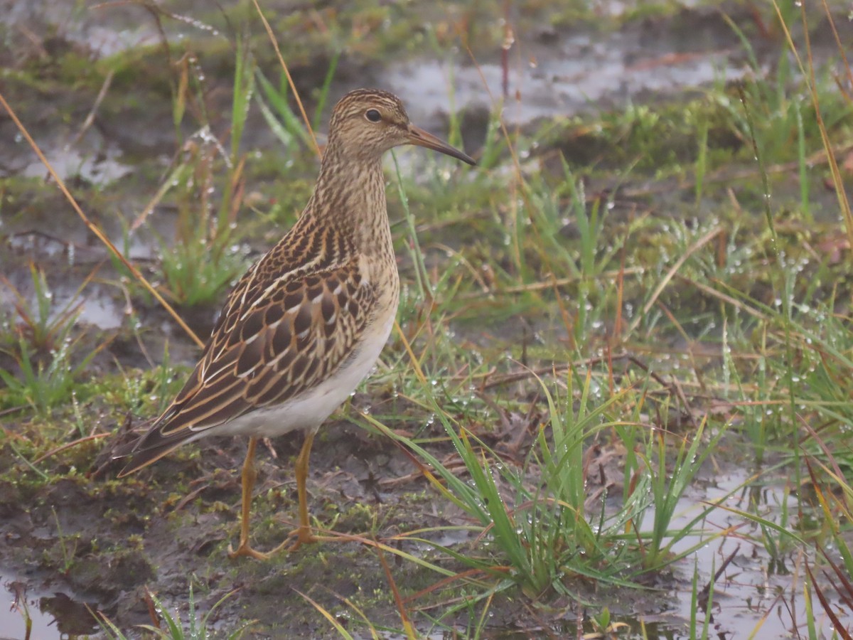 Graubrust-Strandläufer - ML481705661