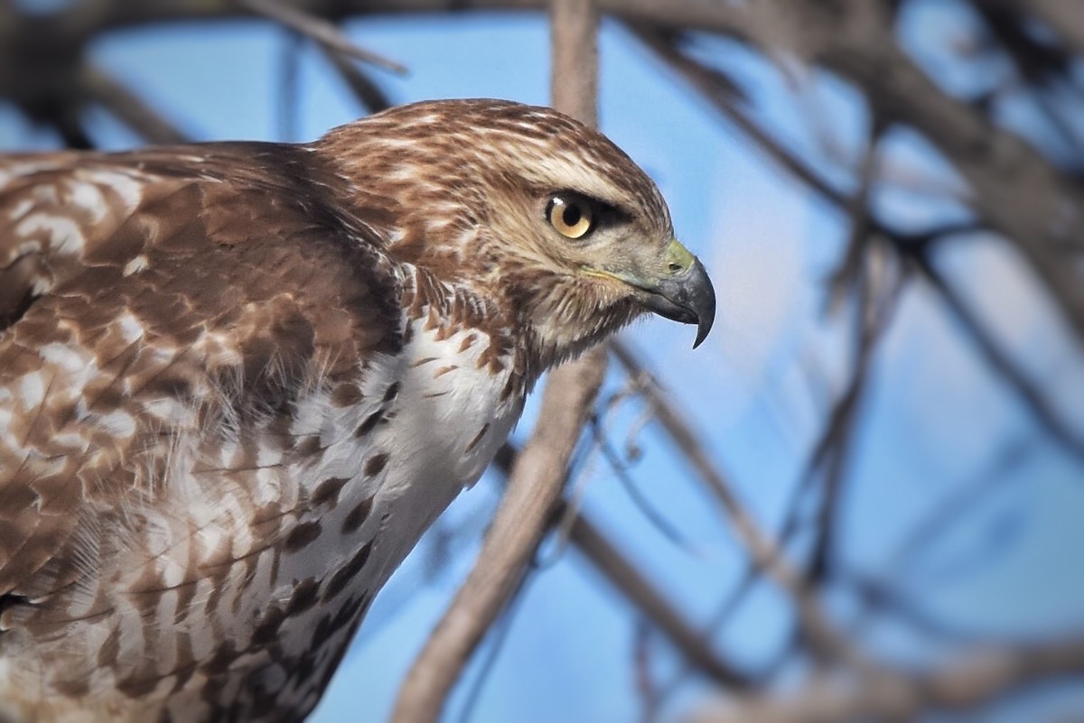 Red-tailed Hawk - Marky Mutchler