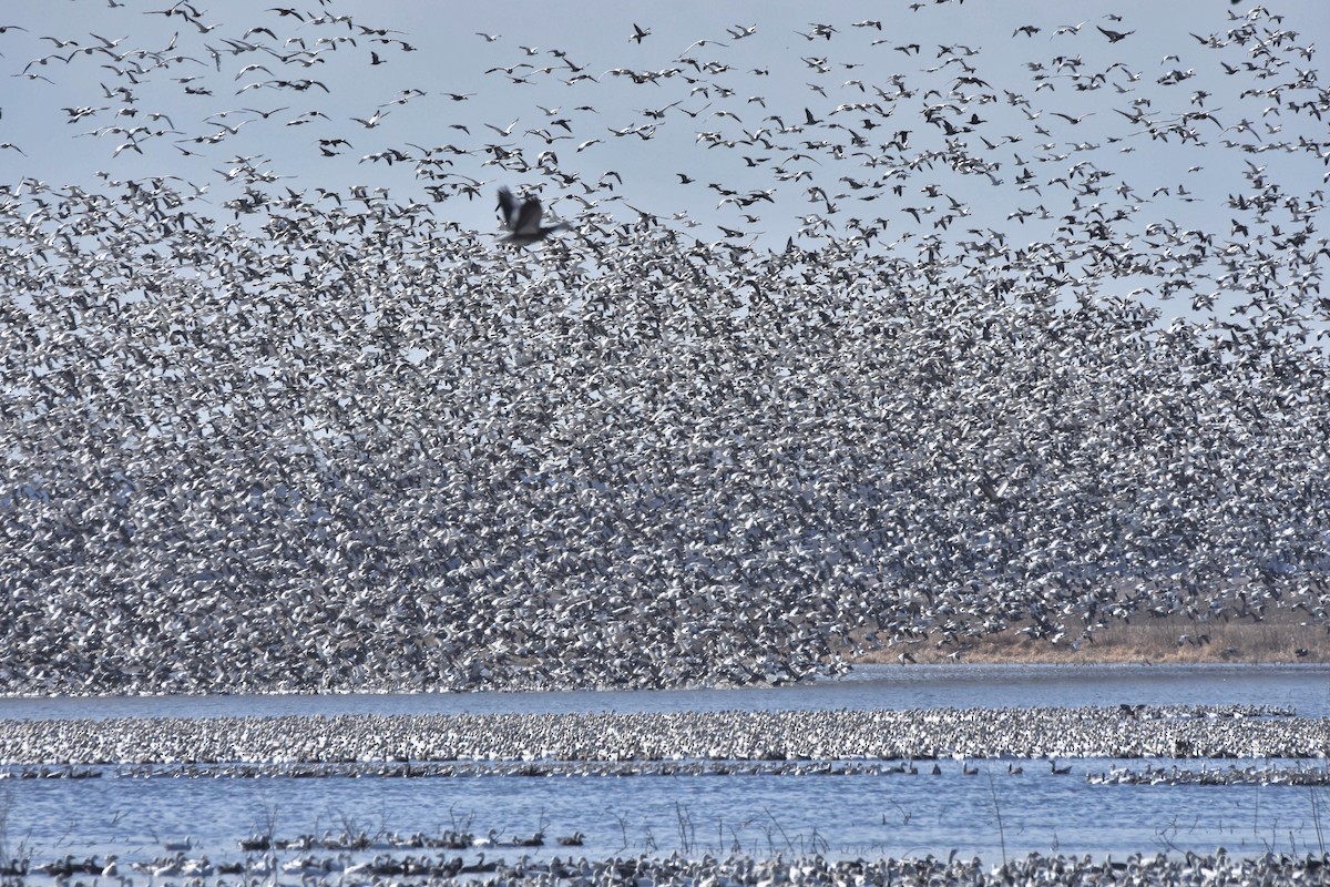 Snow Goose - Marky Mutchler