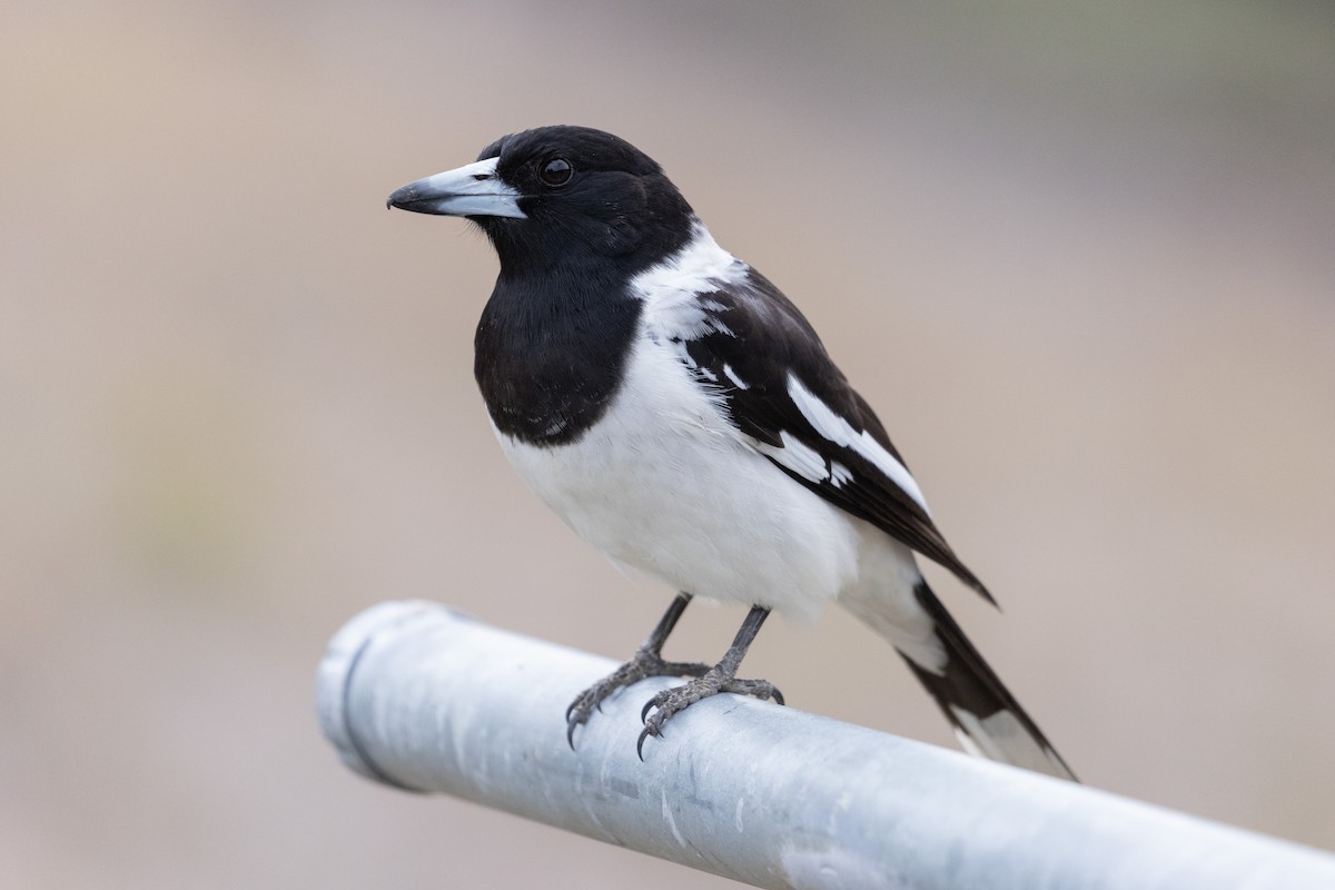 Pied Butcherbird - ML481706401