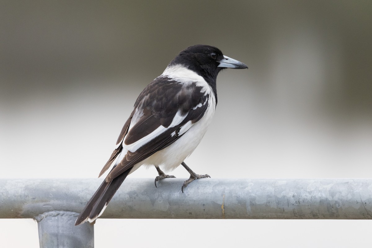 Pied Butcherbird - ML481706411