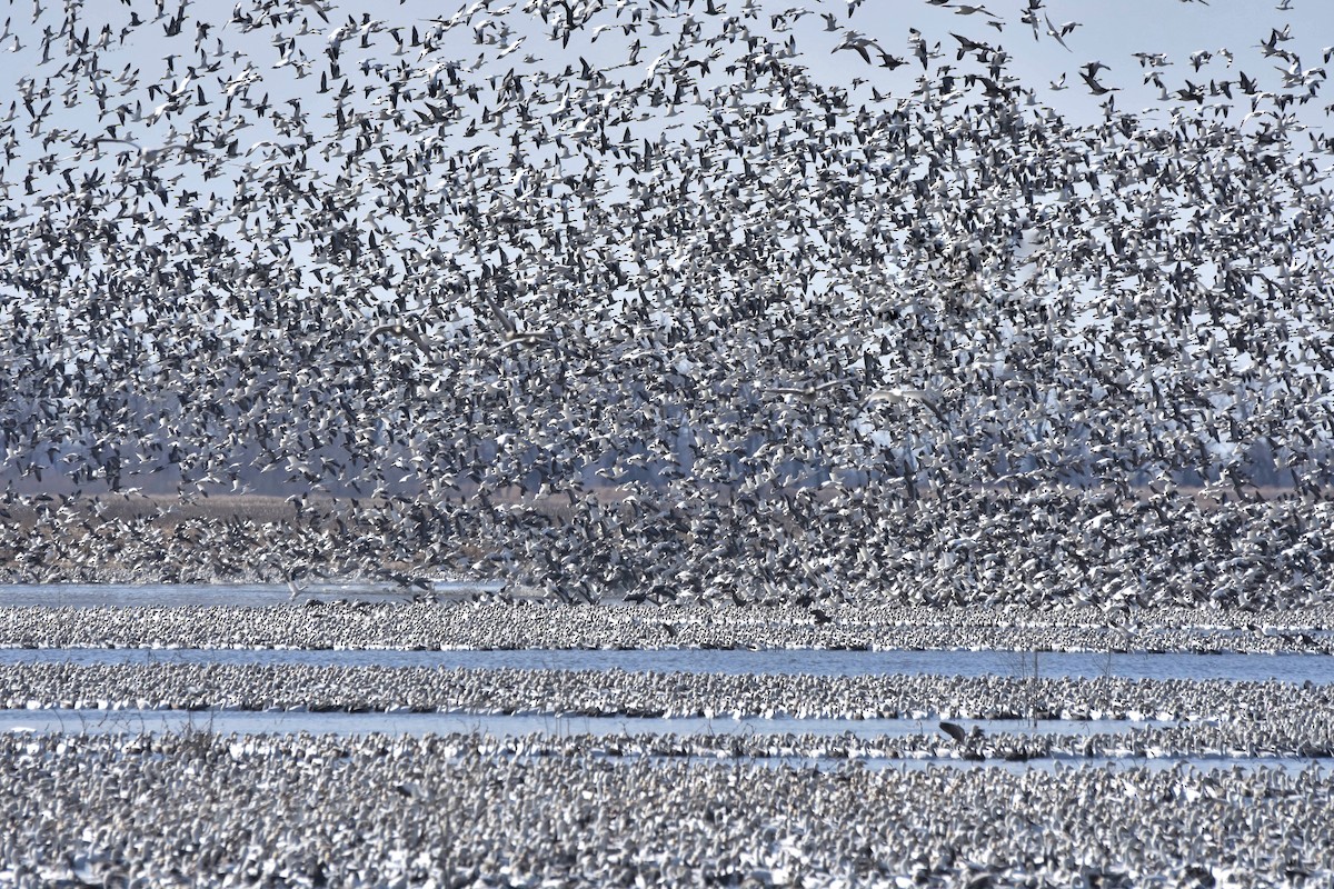 Snow Goose - Marky Mutchler