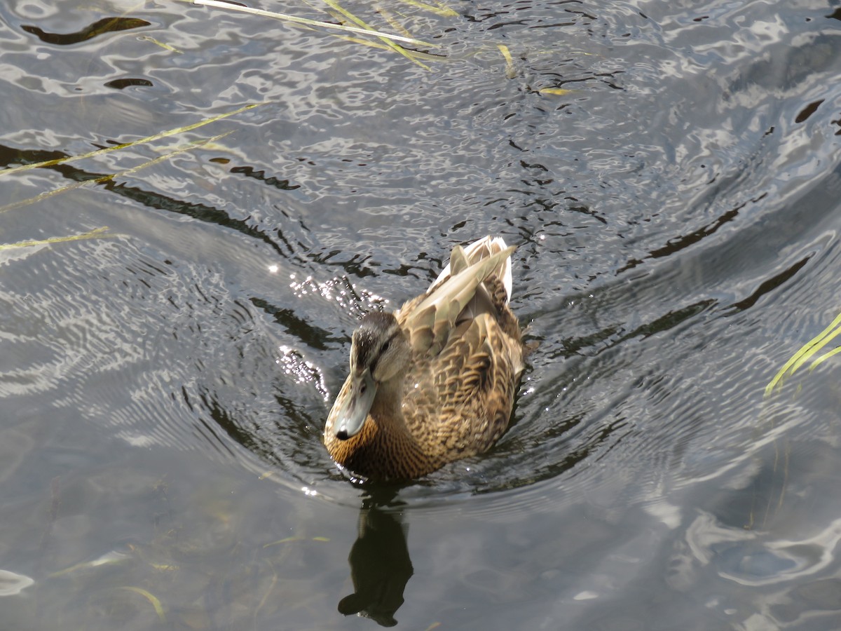 Mallard - ML481707701
