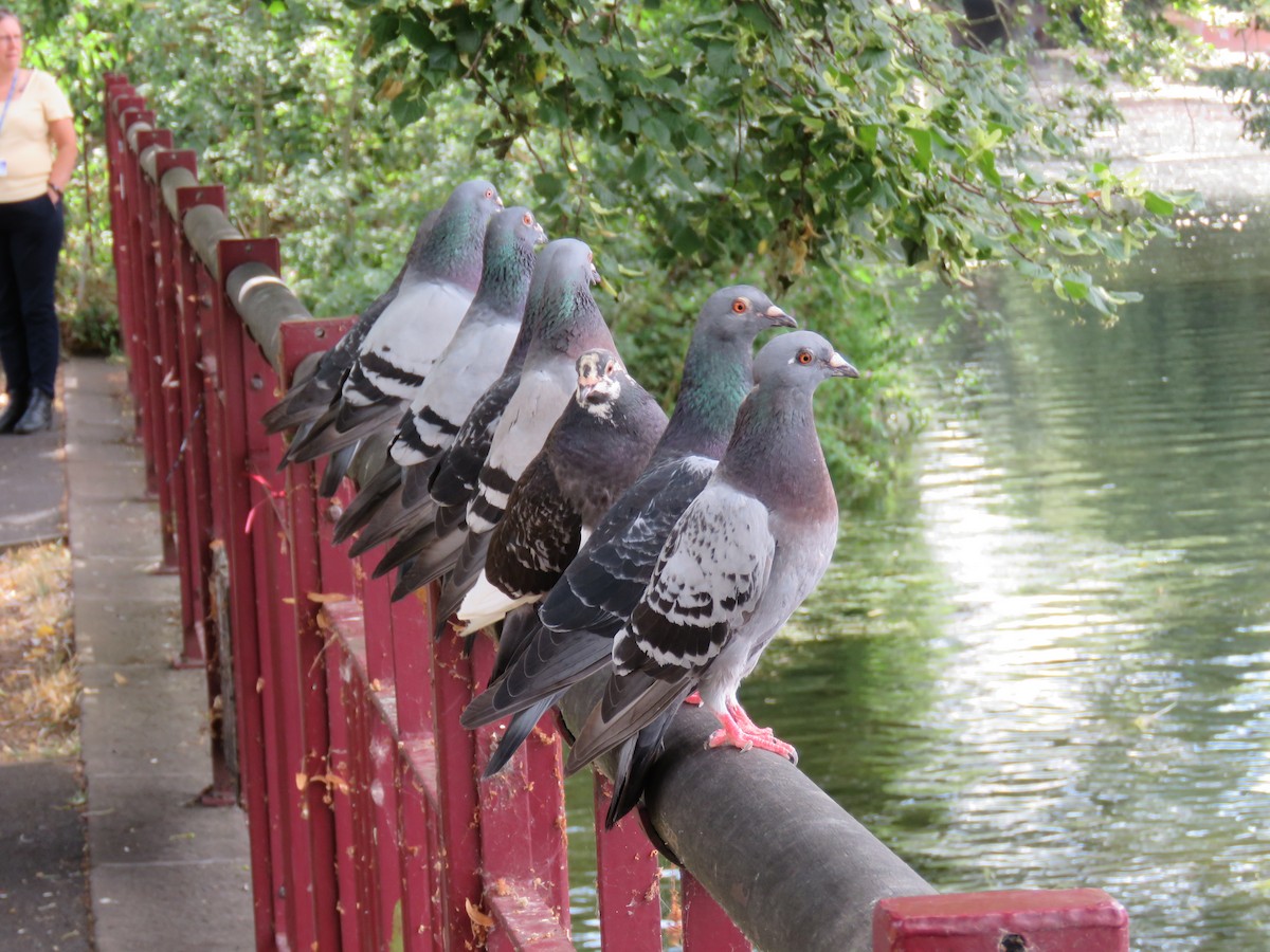 Rock Pigeon (Feral Pigeon) - ML481708111