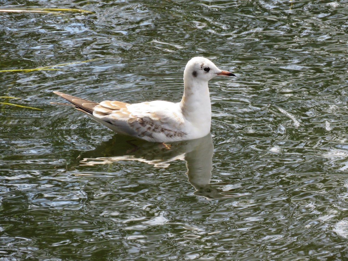 Black-headed Gull - ML481708241