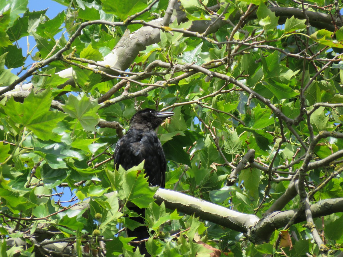 Carrion Crow - ML481708461
