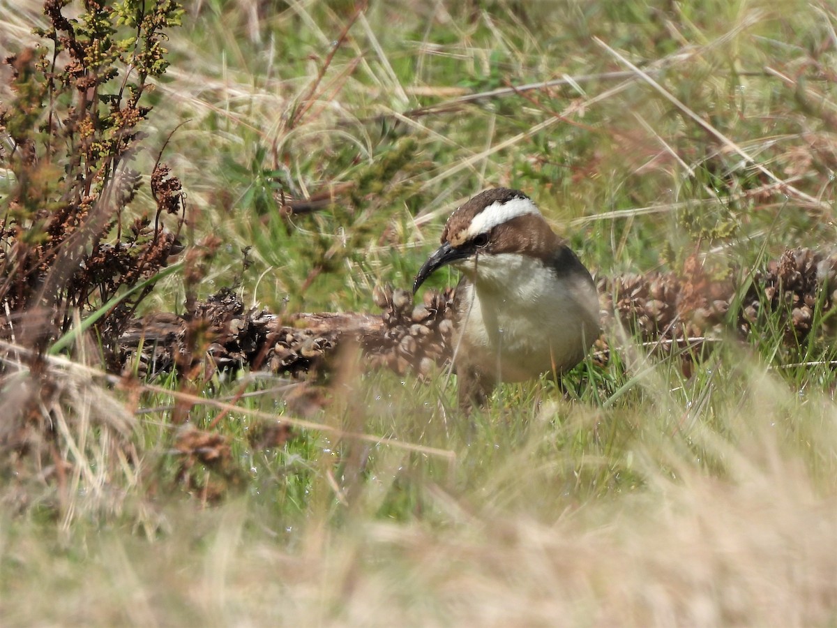 White-browed Babbler - ML481709311