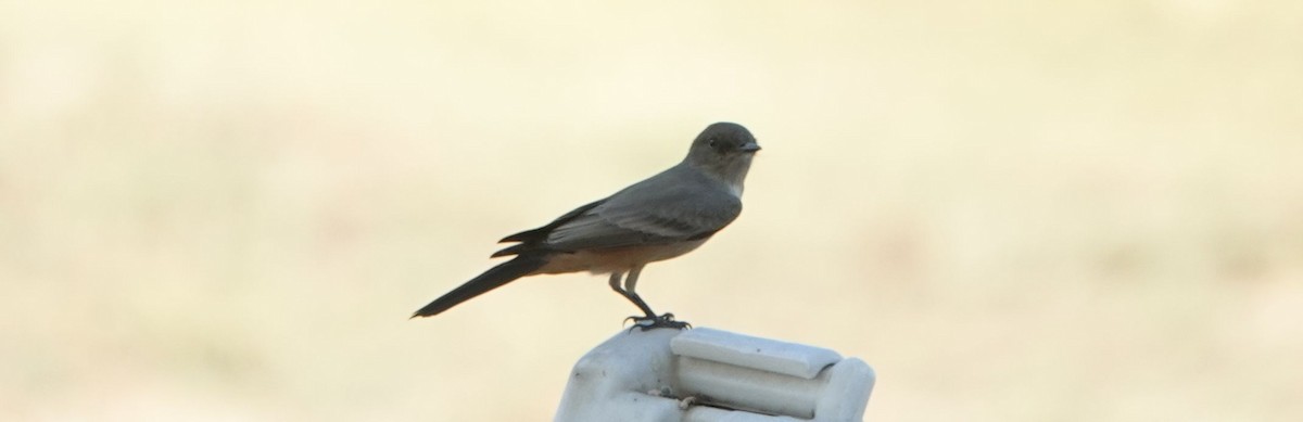 Say's Phoebe - ML481709581