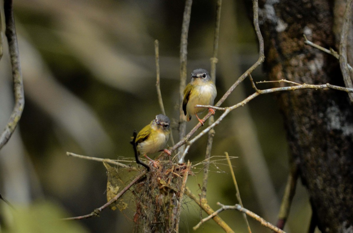 Short-tailed Pygmy-Tyrant - ML481709831