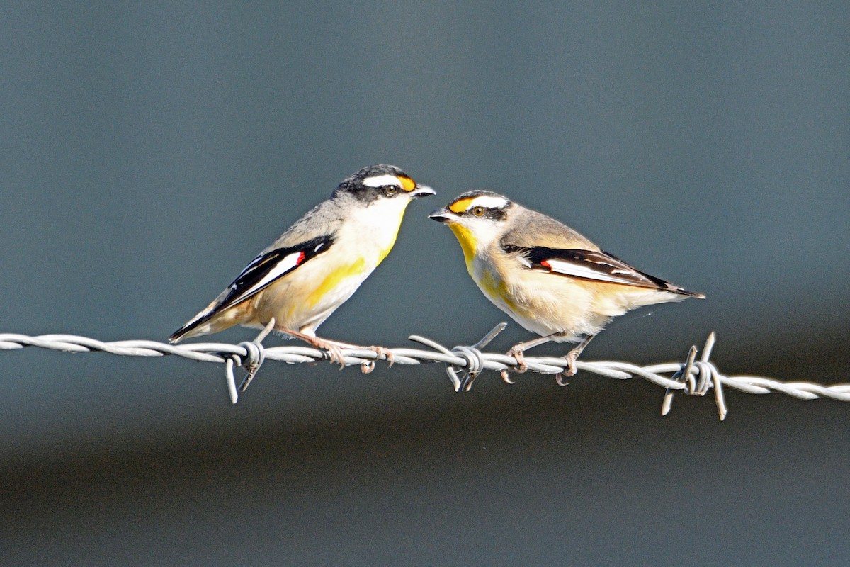 Striated Pardalote - Peter & Shelly Watts