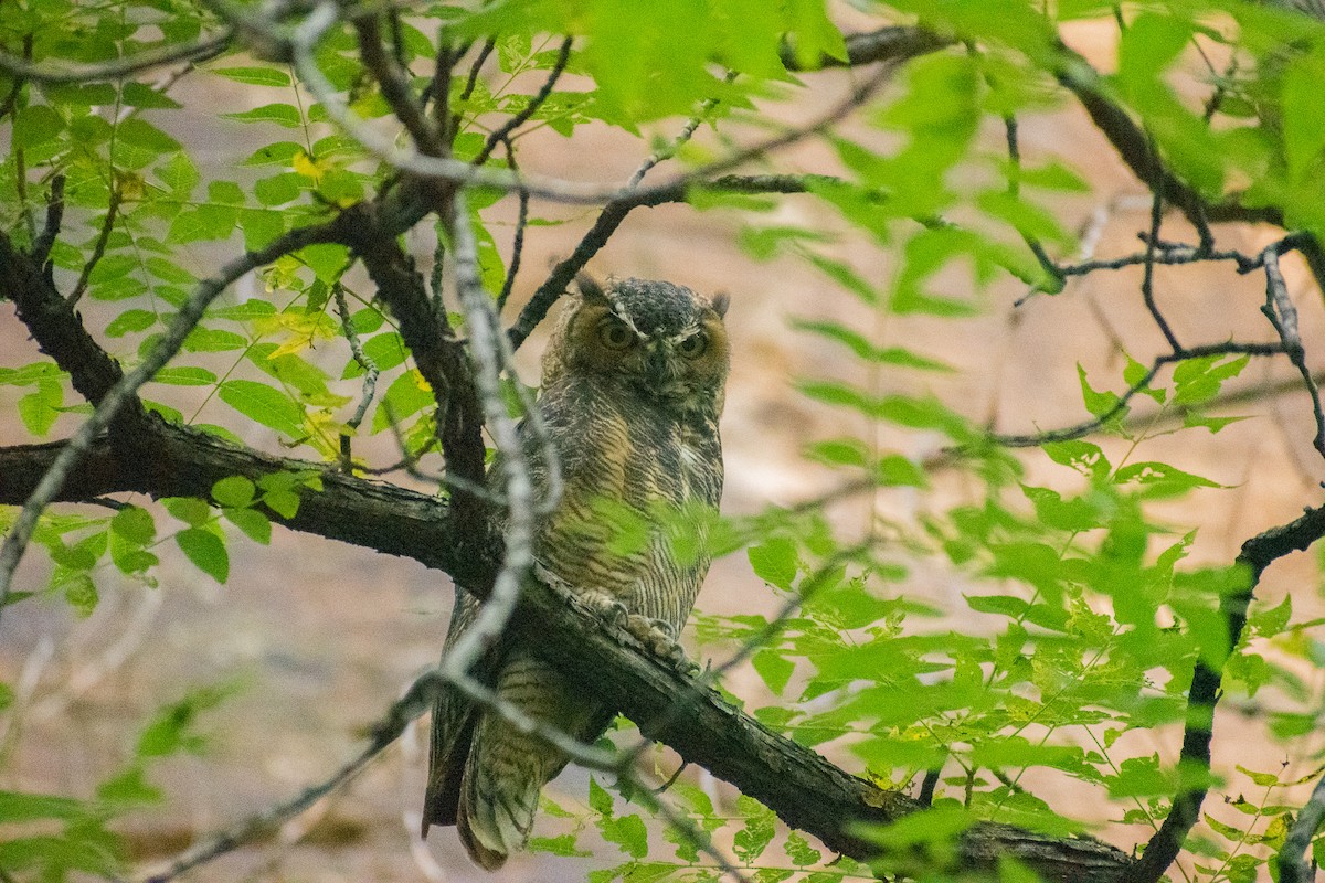 Great Horned Owl - ML481710371