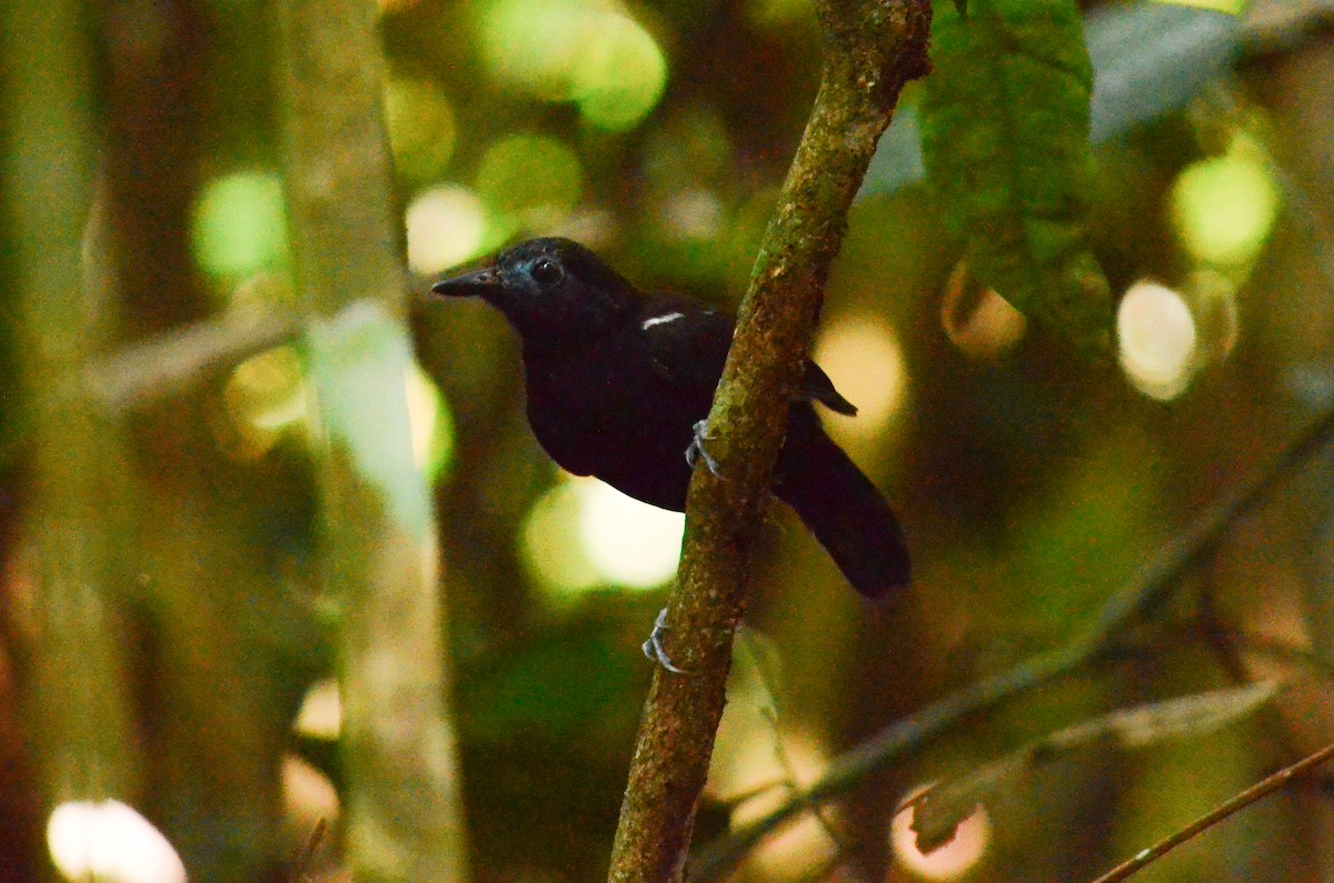 White-shouldered Antbird - ML481710511