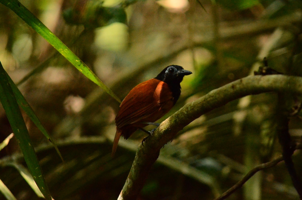 White-shouldered Antbird - ML481710521