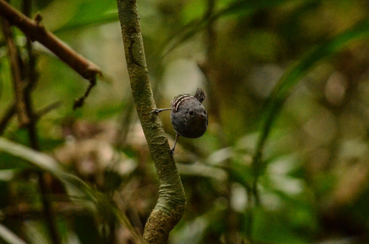 Plain-throated Antwren - ML481710581