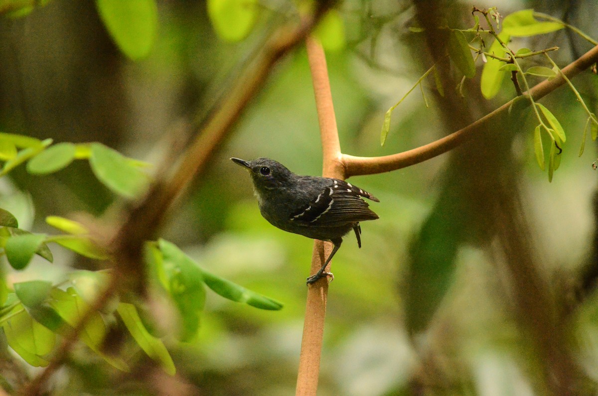 Plain-throated Antwren - ML481710601