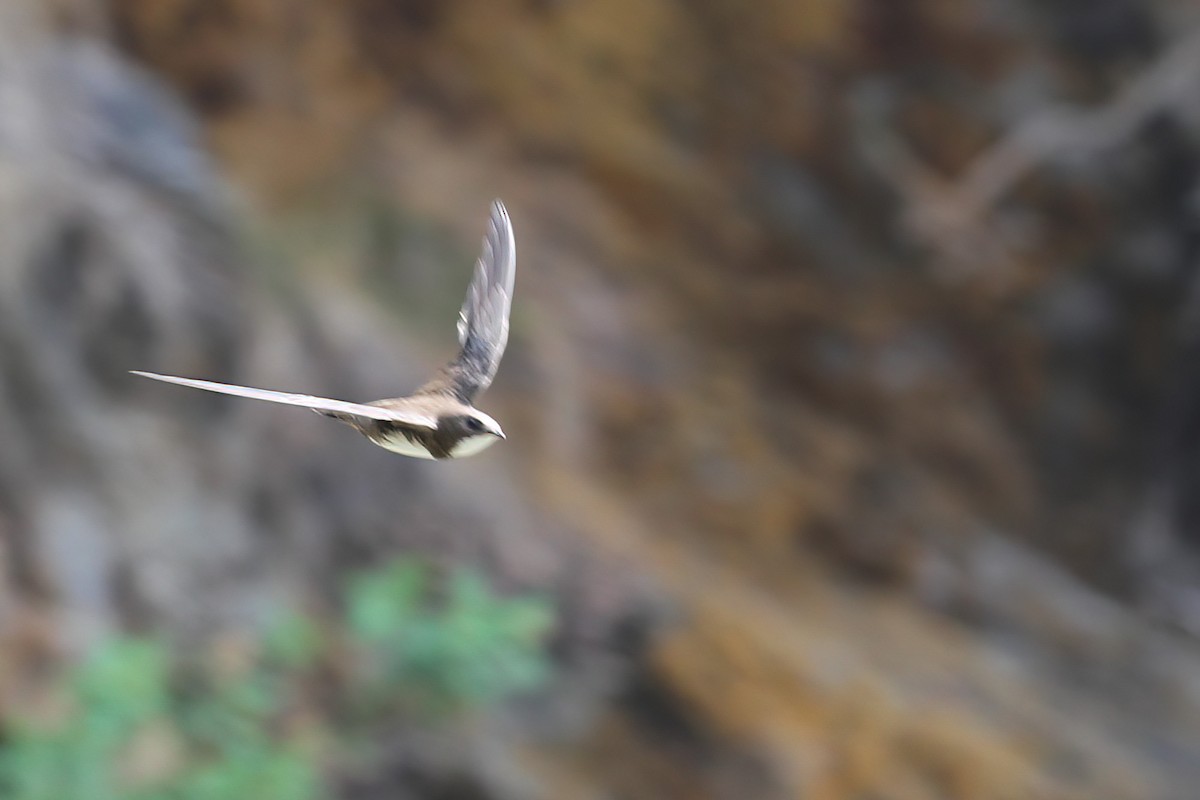 Alpine Swift - Gaurang Bagda