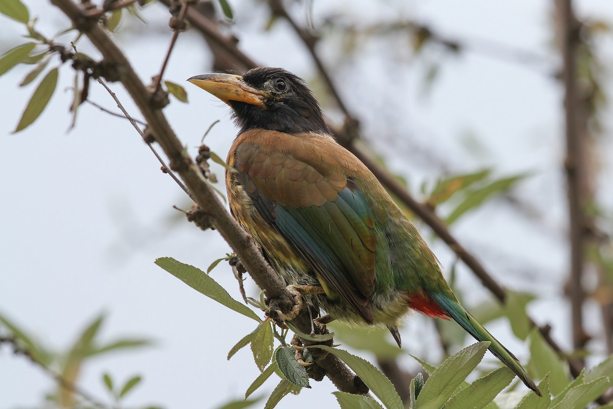 Great Barbet - ML481711131