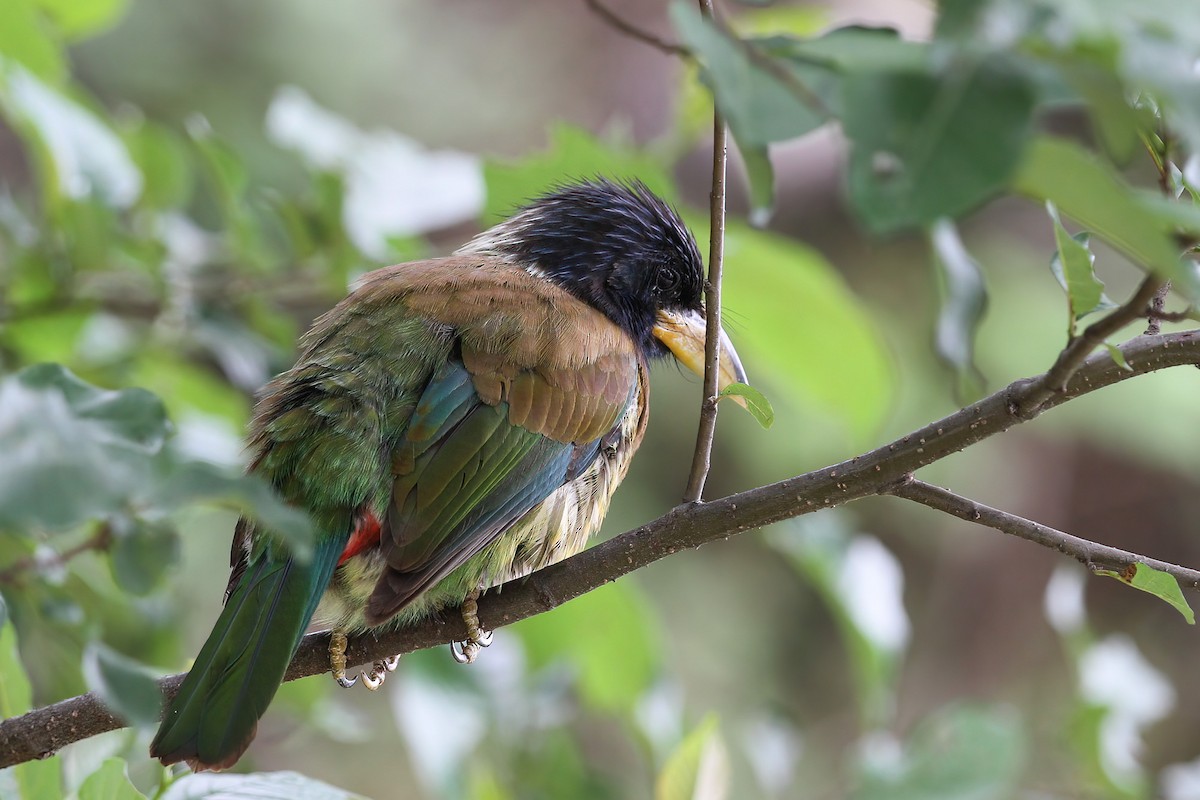 Büyük Barbet - ML481711151