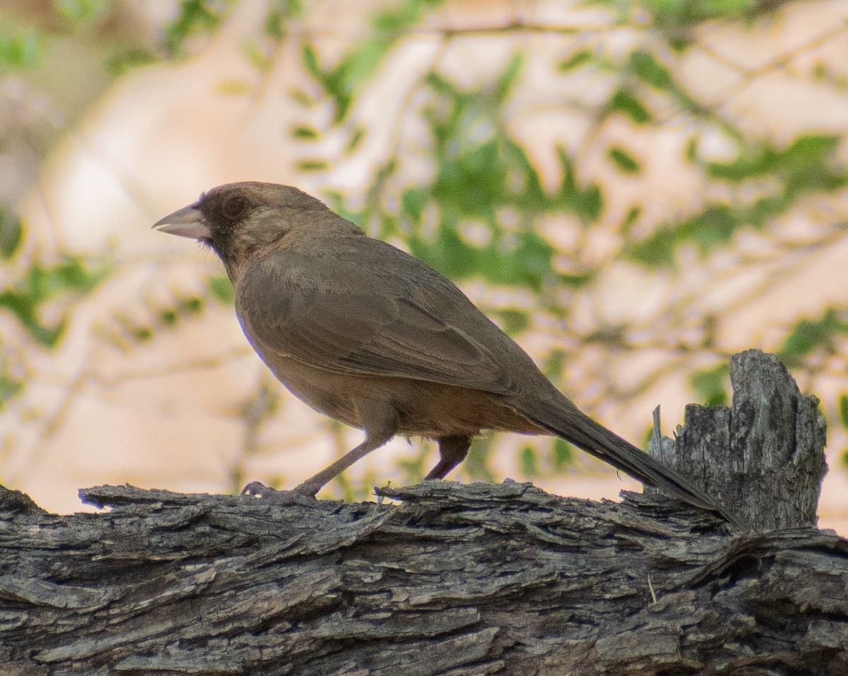 Abert's Towhee - ML481711161