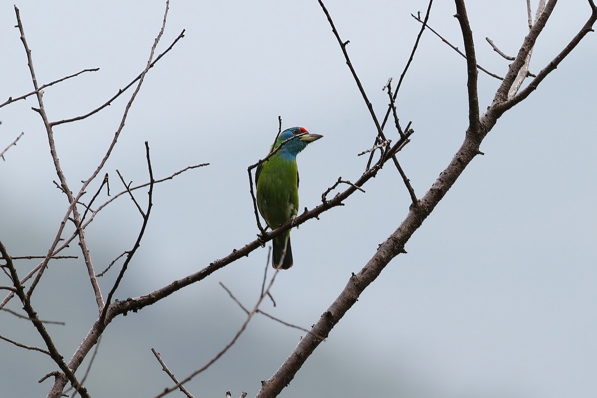 Blauwangen-Bartvogel - ML481711221