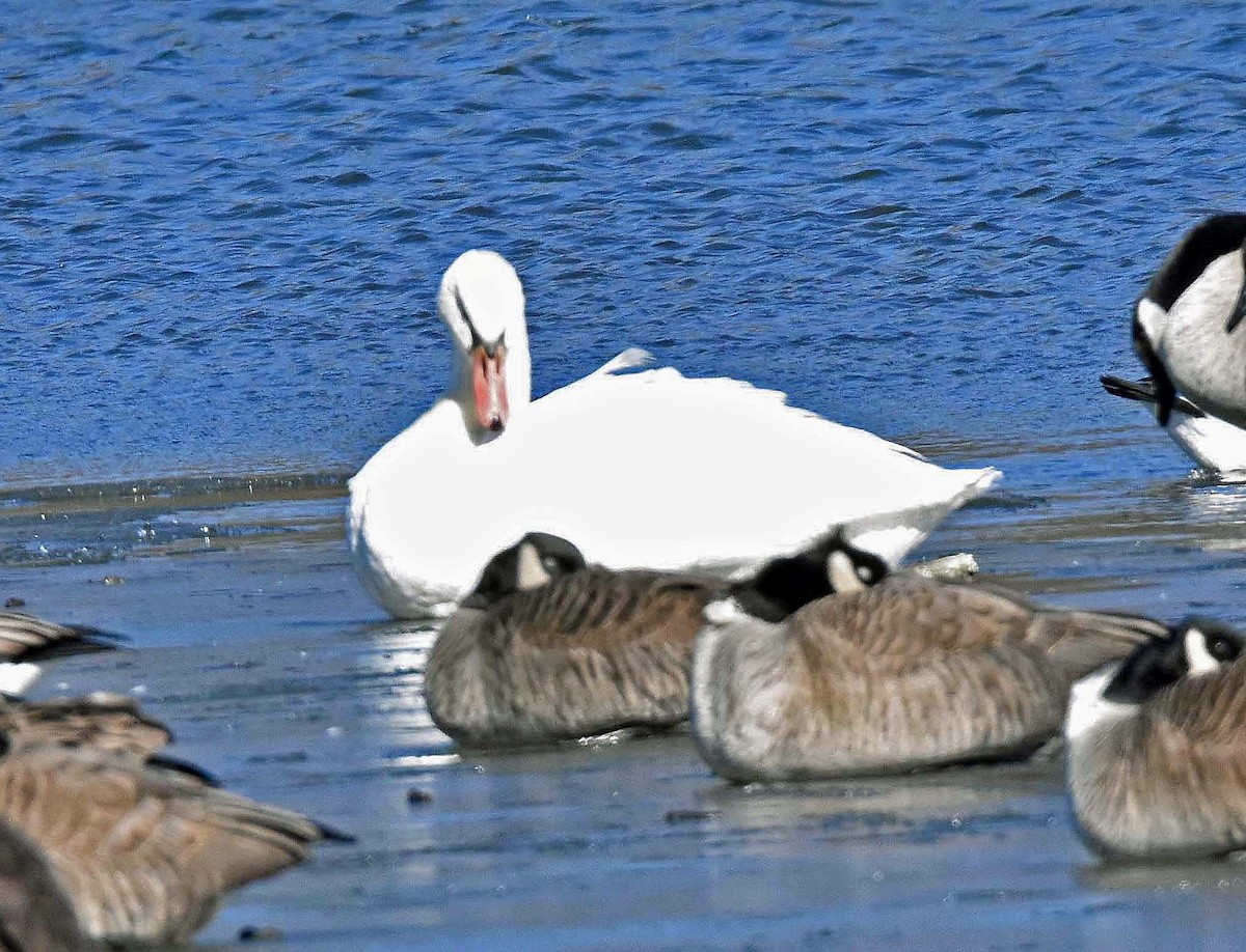 Mute Swan - Randolph Zimmerman