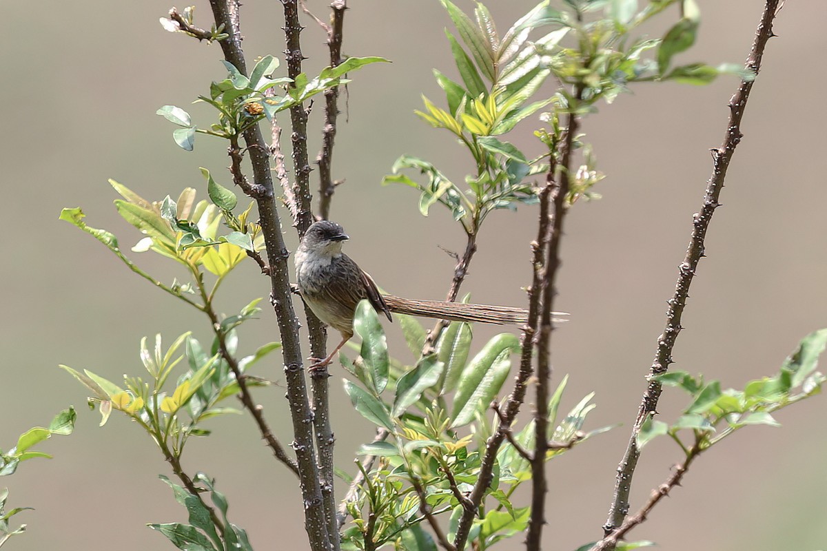 Prinia crinigère - ML481711401