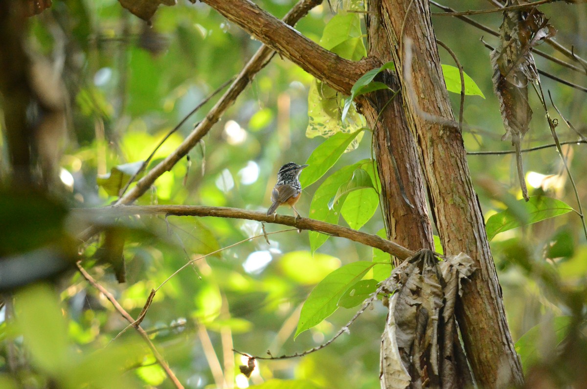 Peruvian Warbling-Antbird - ML481711831